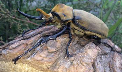 Megasoma Elaphas Elaphas (price Per Grub)