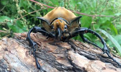 Megasoma Elaphas Elaphas (price Per Grub)