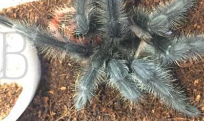 Grammostola Actaeon