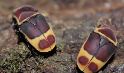 Pachnoda Marginata Peregrina (B21) C/B