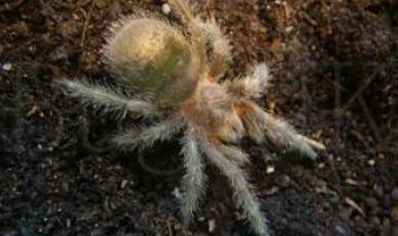 Grammostola Formosa