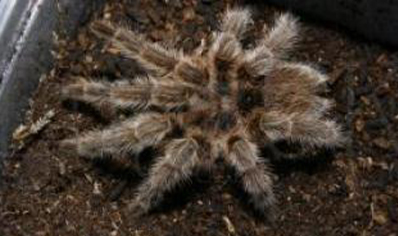 Grammostola Porteri