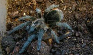 Grammostola Pulchra