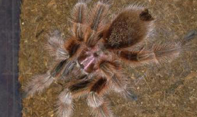 Grammostola Rosea : Chilean Rose Red