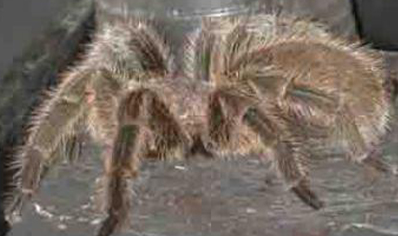 Grammostola Rosea : Chilean Rose Red