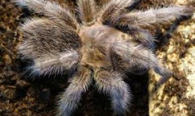 Grammostola Sp (north )