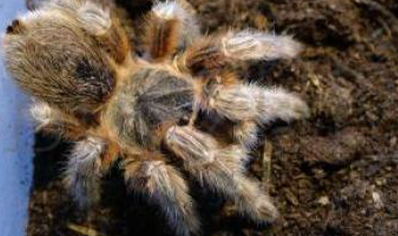 Grammostola Sp Maule