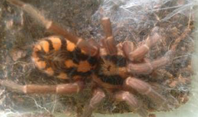 Hapalopus Sp 