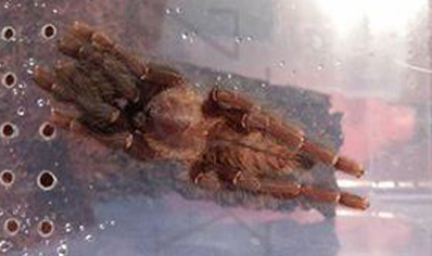 Lampropelma Nigerrimum Arboricola