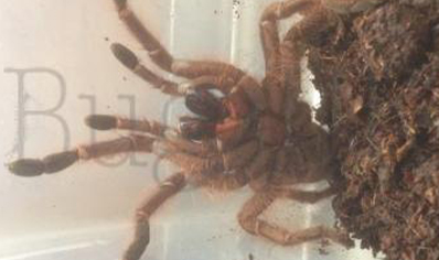 Monocentropus Lambertoni (w/c)