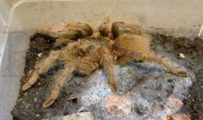 Monocentropus Lambertoni (w/c)