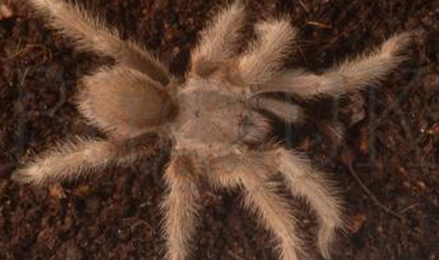 Monocentropus Lambertoni (w/c)