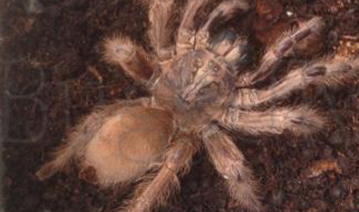 Monocentropus Lambertoni (w/c)