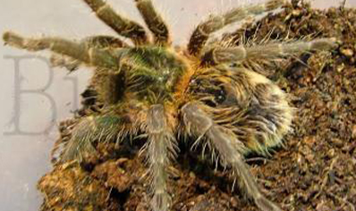 Paraphysa Scrofa