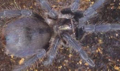 Phormictopus Platus