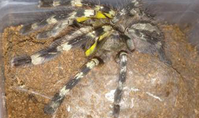 Poecilotheria Fasciata