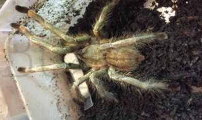 Poecilotheria formosa