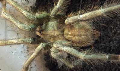 Poecilotheria formosa