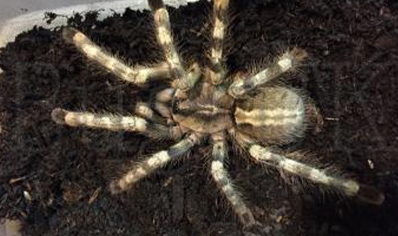 Poecilotheria formosa