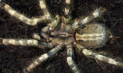 Poecilotheria formosa