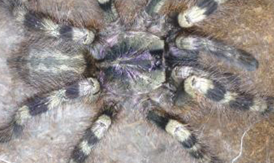 Poecilotheria formosa