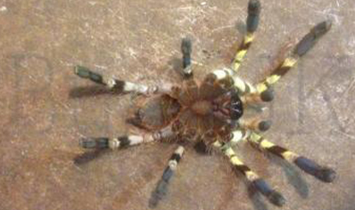 Poecilotheria Hanumavilasumica