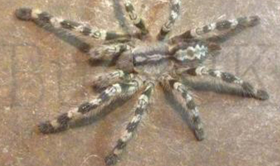 Poecilotheria Hanumavilasumica