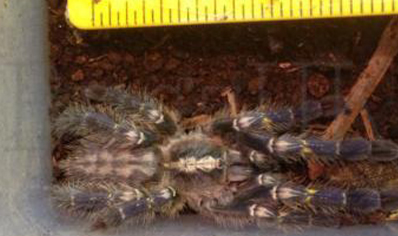 Poecilotheria Metallica