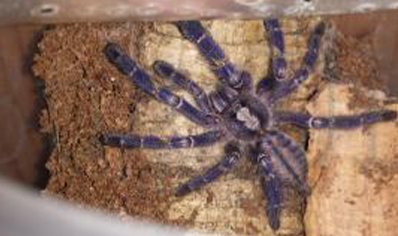 Poecilotheria Metallica