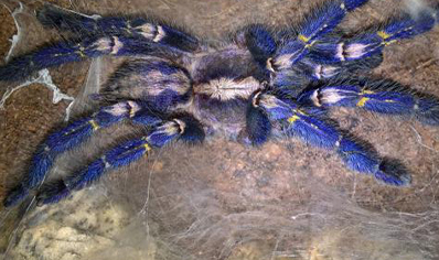 Poecilotheria Metallica