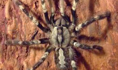 Poecilotheria Smithi