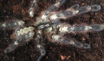 Poecilotheria Smithi