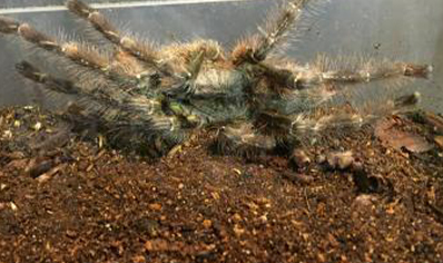 Poecilotheria Striata