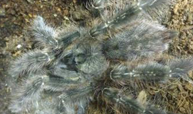 Poecilotheria Striata