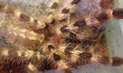 Poecilotheria Striata