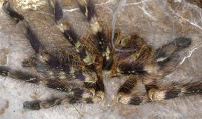 Poecilotheria Subfusca