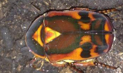 Pachnoda Discolor