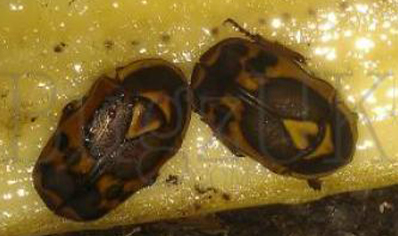 Pachnoda Discolor