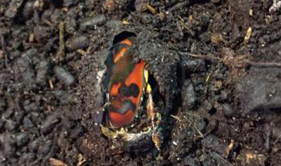 Pachnoda Discolor