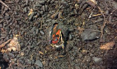 Pachnoda Discolor