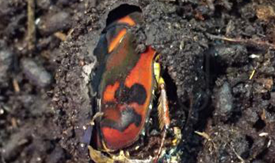 Pachnoda Discolor