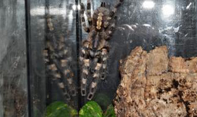 Poecilotheria Tigrinawesseli