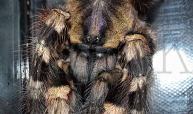 Poecilotheria Tigrinawesseli