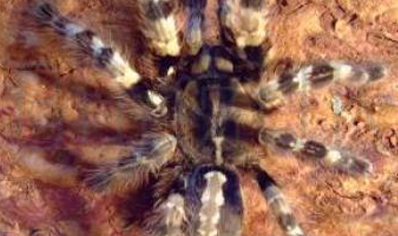 Poecilotheria Tigrinawesseli