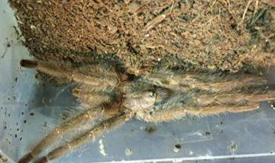 Poecilotheria Vittata