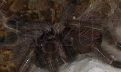 Psalmopoeus Pulcher