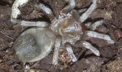 Pseudhapalopus Sp Antioquia