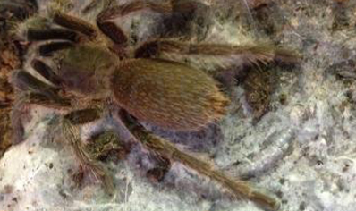 Selenocosmia Sp Ebony