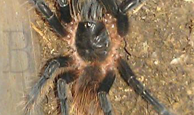 Sericopelma Melanotarsum