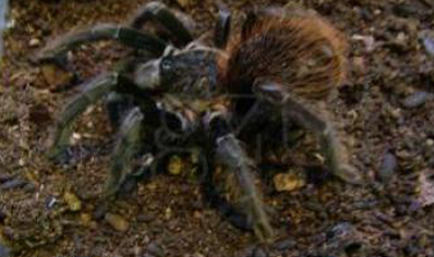 Sericopelma Rubronitens